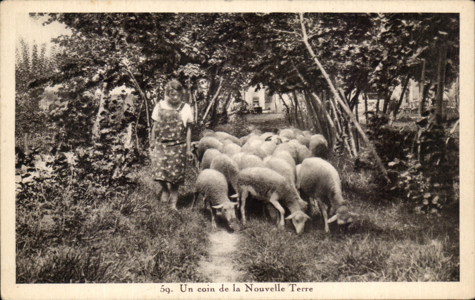 CPA Un coin de la Nouvelle Terre Moutons 
