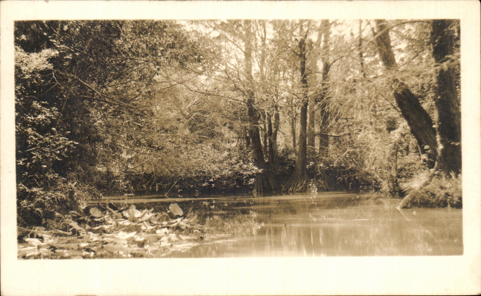 CARTE PHOTO Mexico Jungle Mexique