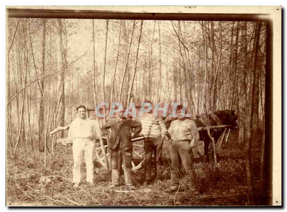 Photo Attelage dans les bois 