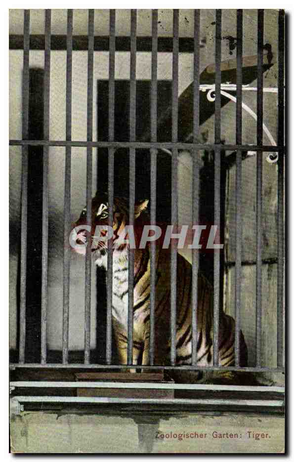 CPA Zoologischer Garten Tiger Tigre Zoo