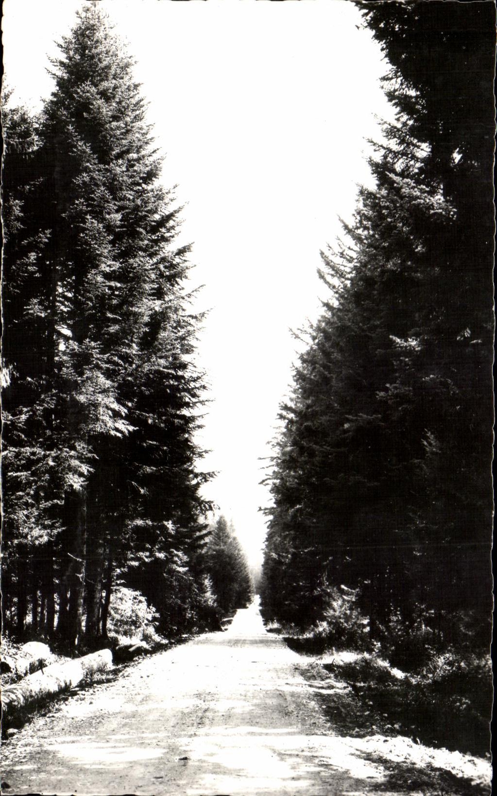 Chemin en forêt — La Franche-Comté Pittoresque — Éditeur Les Rousses, n°4975
