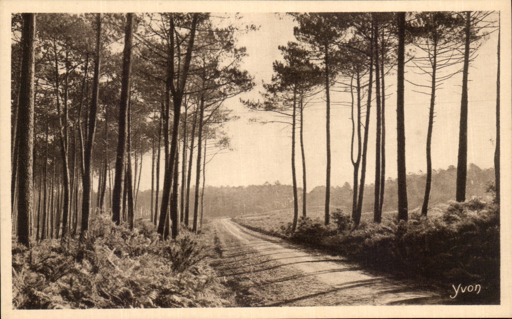 CPA La Douce France Les Landes De Gascogne Route De Leon A Cap Breton