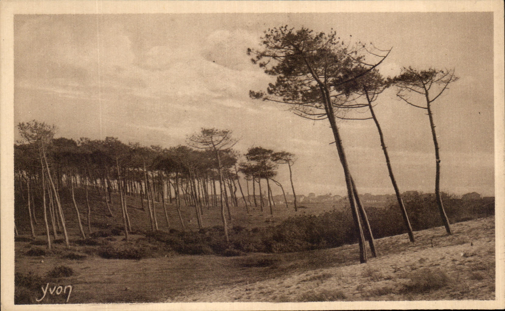 CPA La Douce France Les Landes De Gascogne Les landes de Gascogne a Cap Breton Les pins de la Cote d'argent fils 