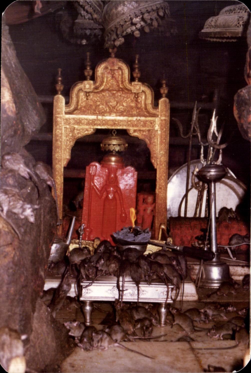 Photo rats et bouddha