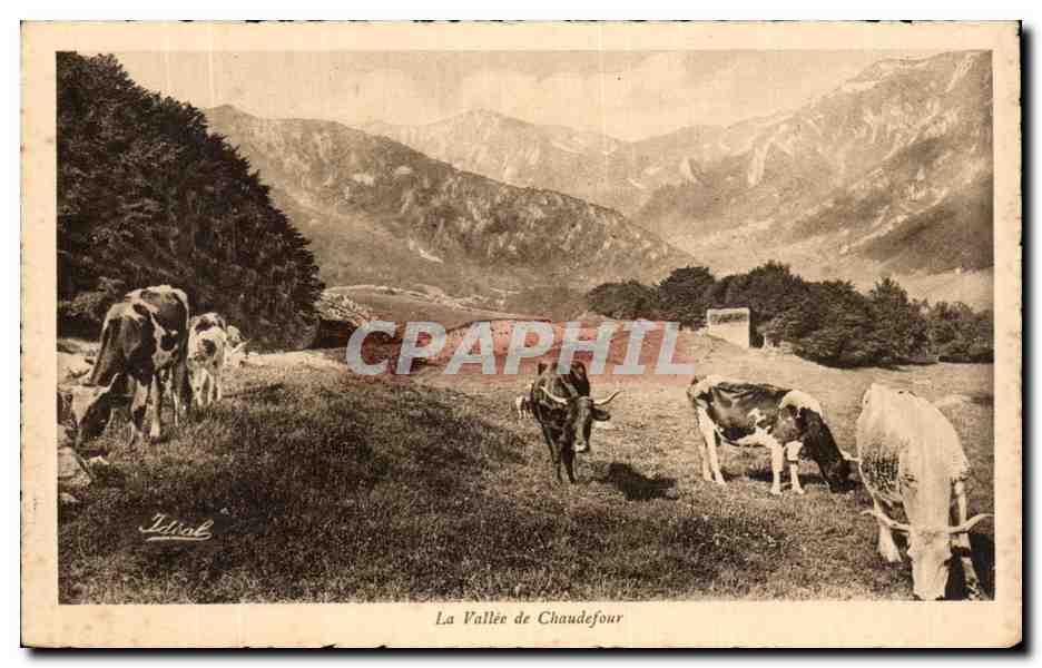 CPA L'Auvergne Vallee de Chadefour Vaches
