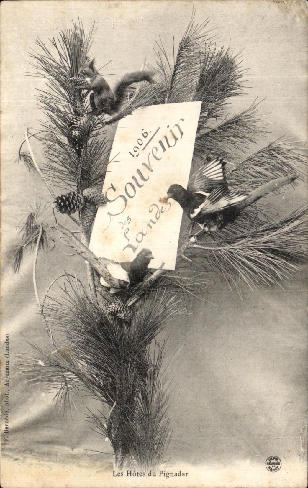 CPA Souvenir Ecureuil oiseaux Souvenir des landes