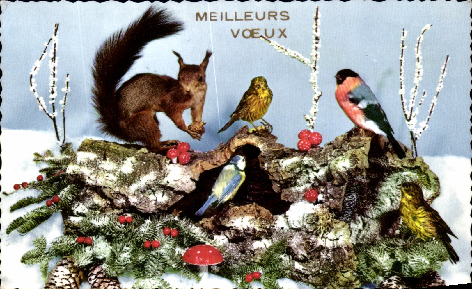 CPA Meilleurs Voeux Ecureuil oiseaux 