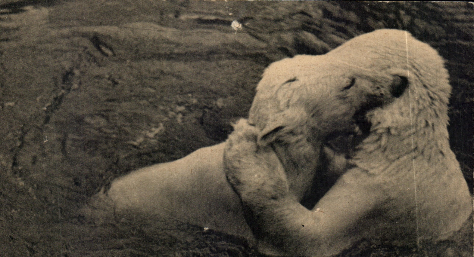 CPA Parc Zoologique Du Bois De Vincennes Paris Ours blancs 