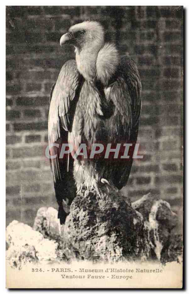 CPA Paris Museum D'Histoire Naturelle Vantour Fauve Europe Aigle oiseau Rapace