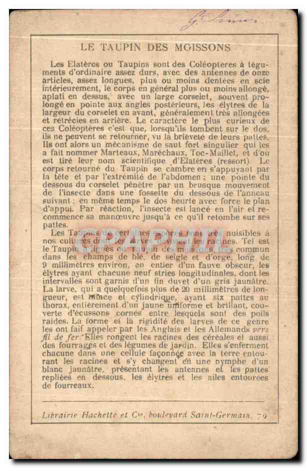 Image Le Taupin Des Moissons Insecte — Back