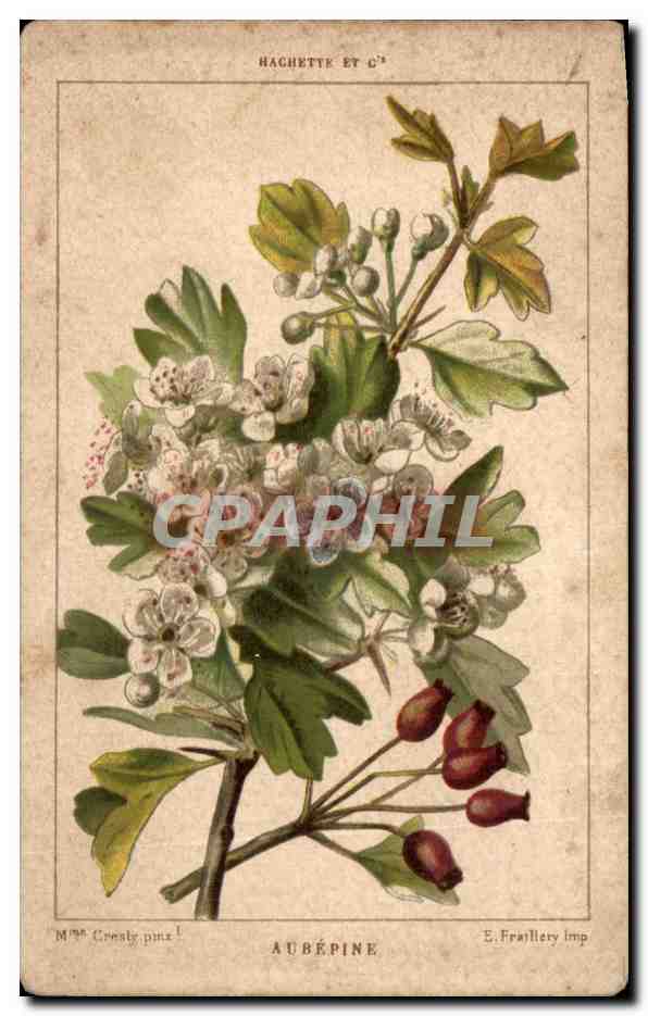 Image Aubepine