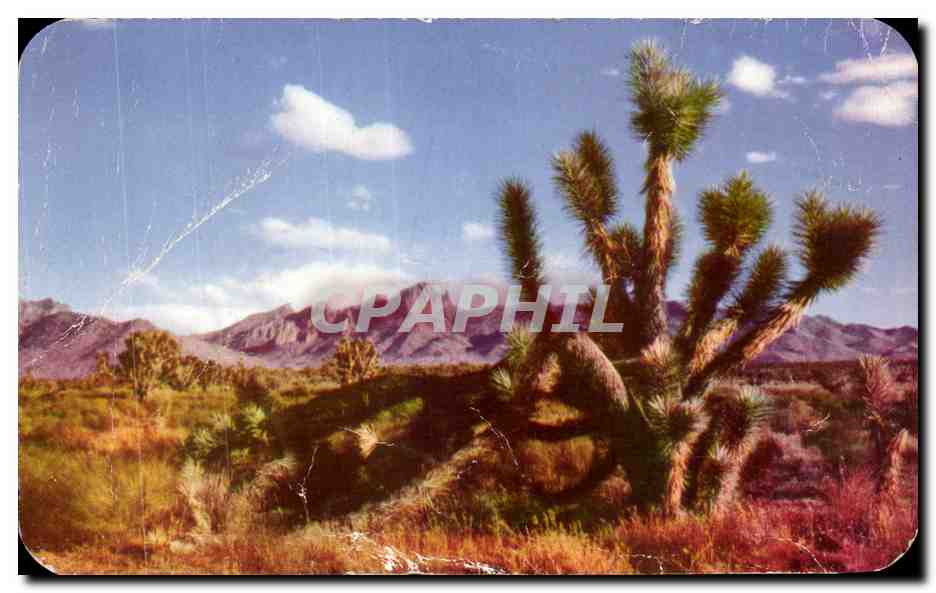 Antike Ansichtskarte Joshua Tree on the Desert Arizona