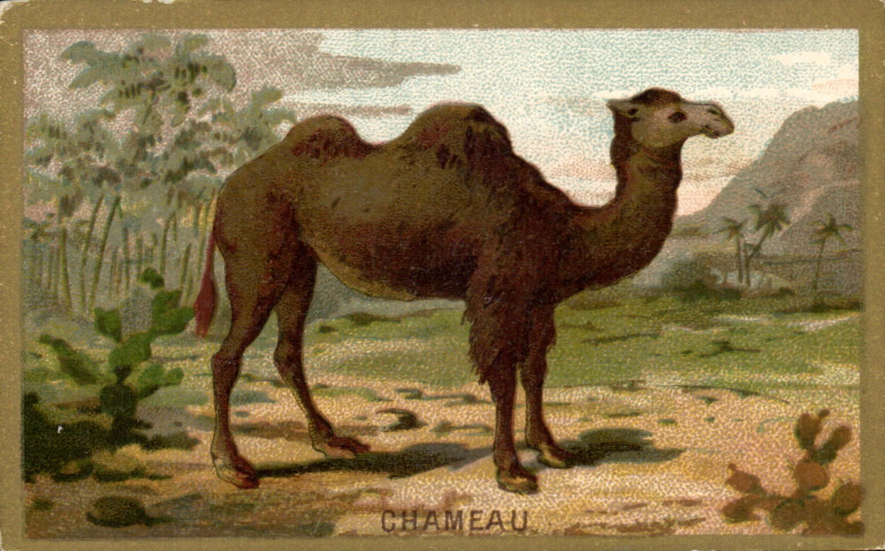 Chameau — illustration naturaliste — Chameau, série 36
