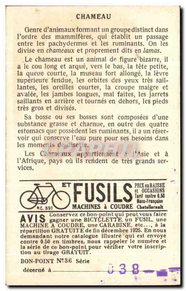 Chameau — illustration naturaliste — Chameau, série 36 — Rückseite