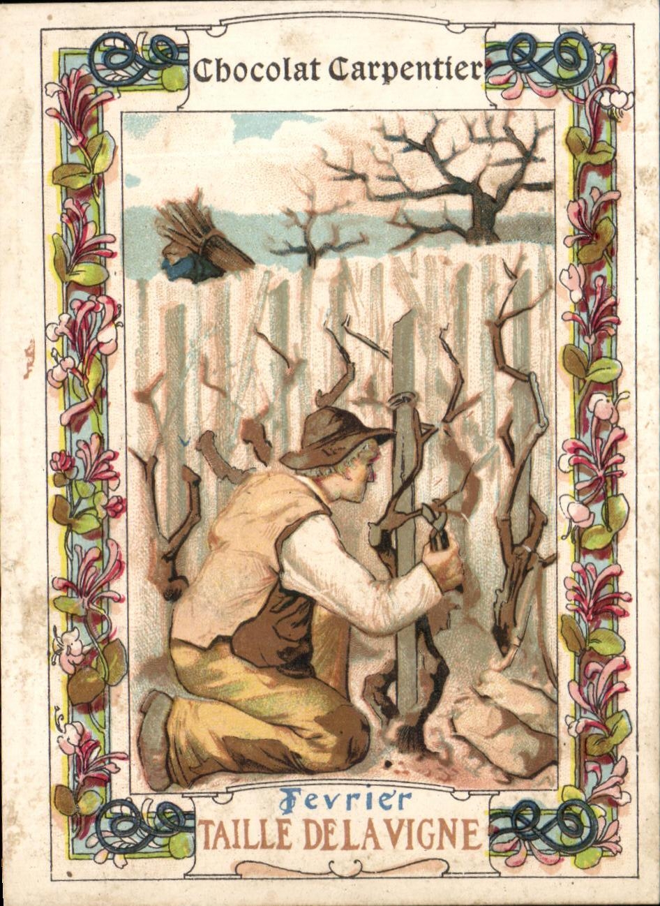 Chromo Chocolat Carpentier Fevrier Taille de la vigne 