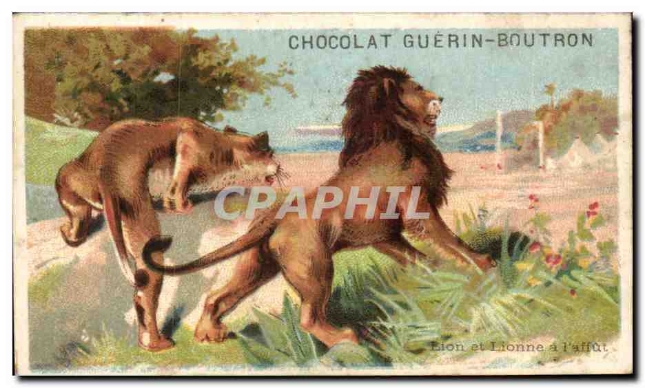 Lion et Lionne à l'affût — Chocolat Guérin-Boutron — Éditeur : Imp. Champenois & Cie