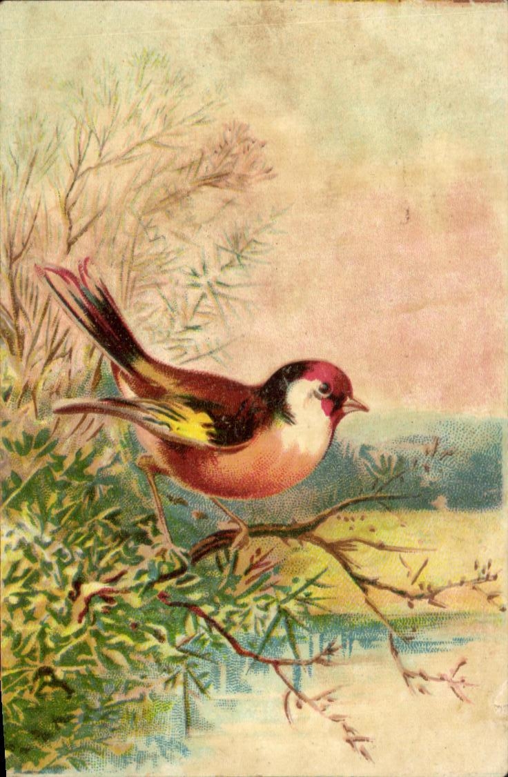 Image Oiseau