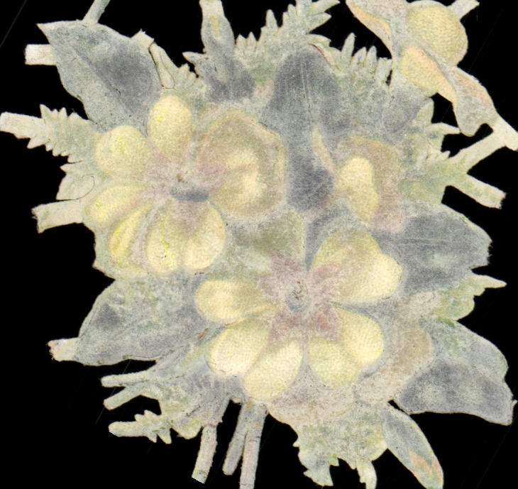 Chromo fleurs