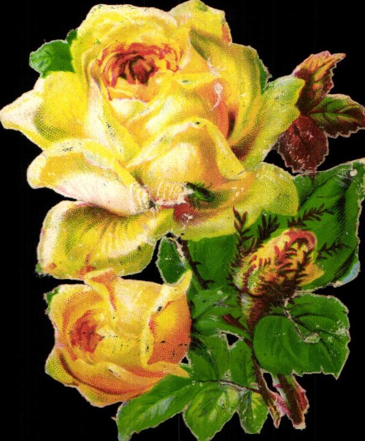 Chromo Fleurs