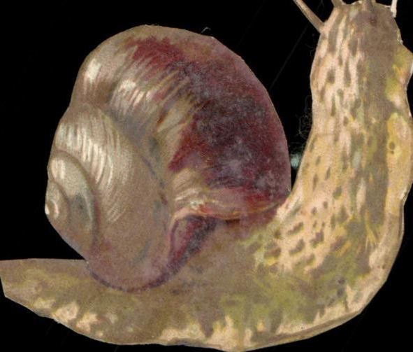 Chromo Escargot
