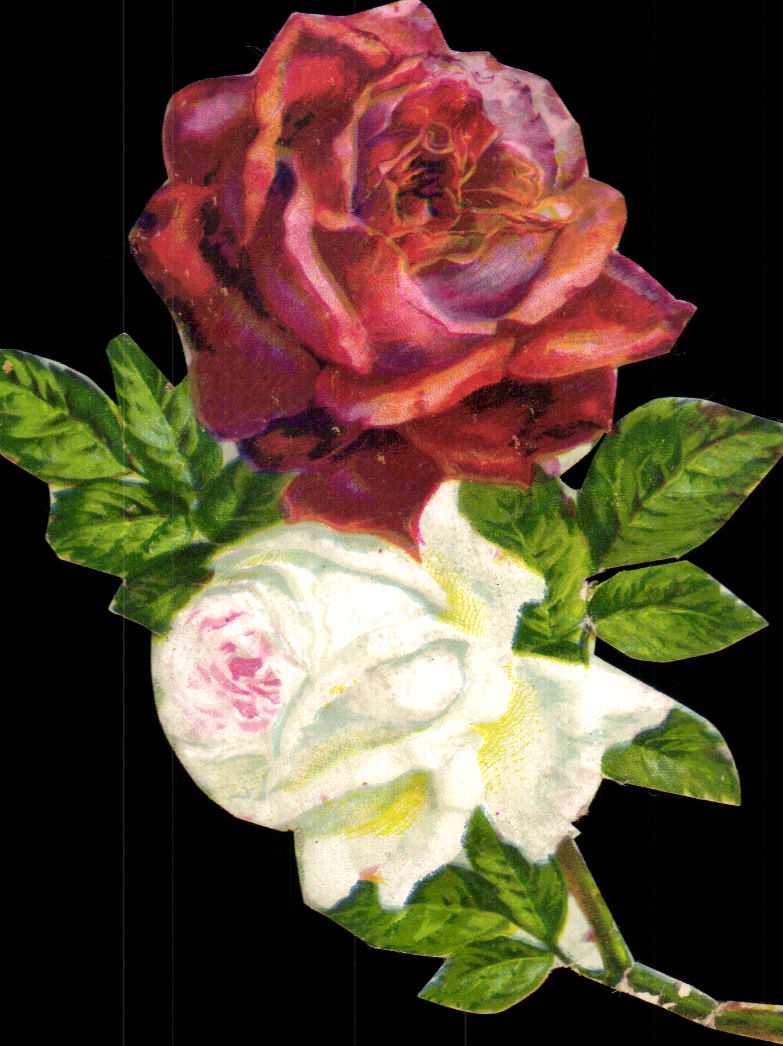 Chromo Fleurs roses