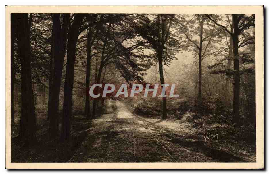 Forêt de Saint-Germain-en-Laye — Éditeur YVON, n°20