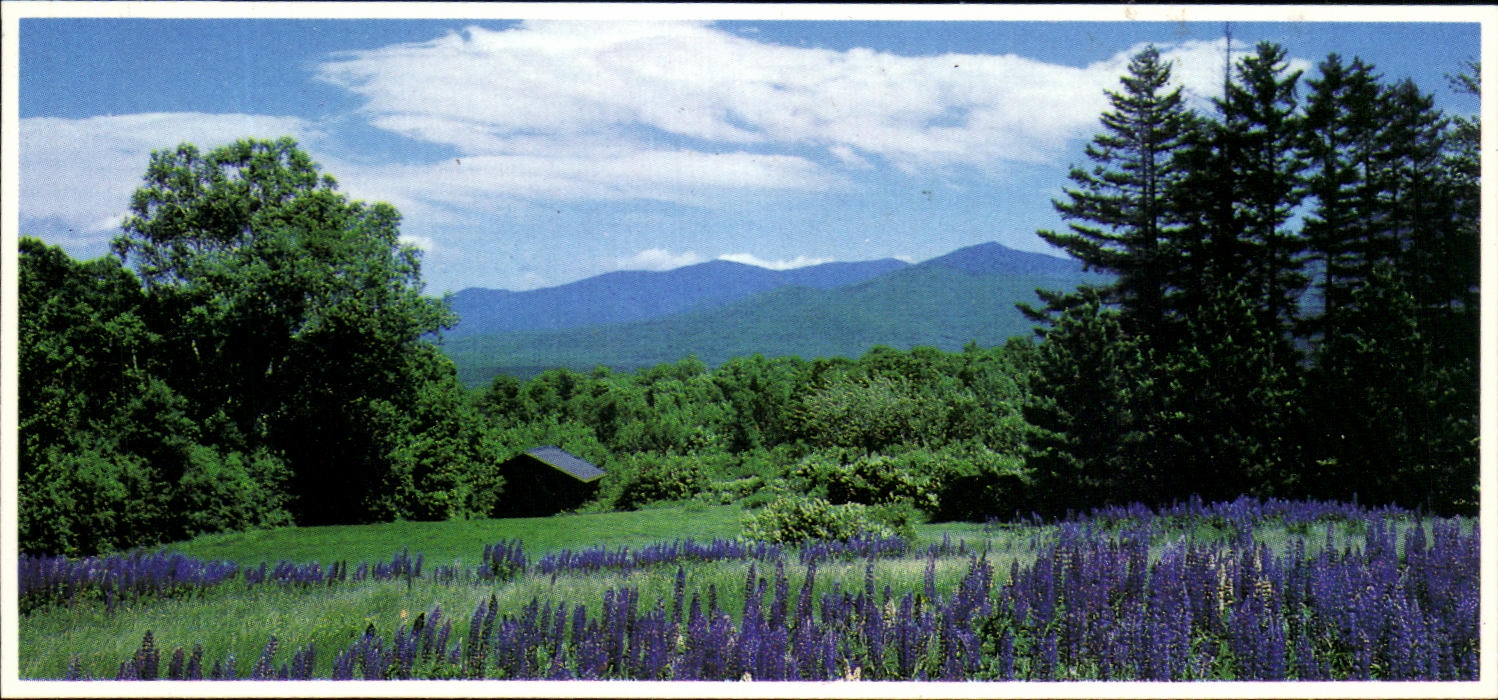 CPA Lupine Blossoms White National Forest New Hampshire 