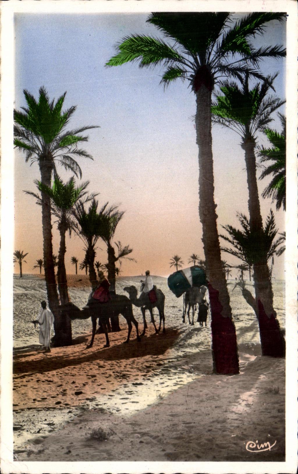 CPA Dans Les Palmiers Tunisie Chameaux 