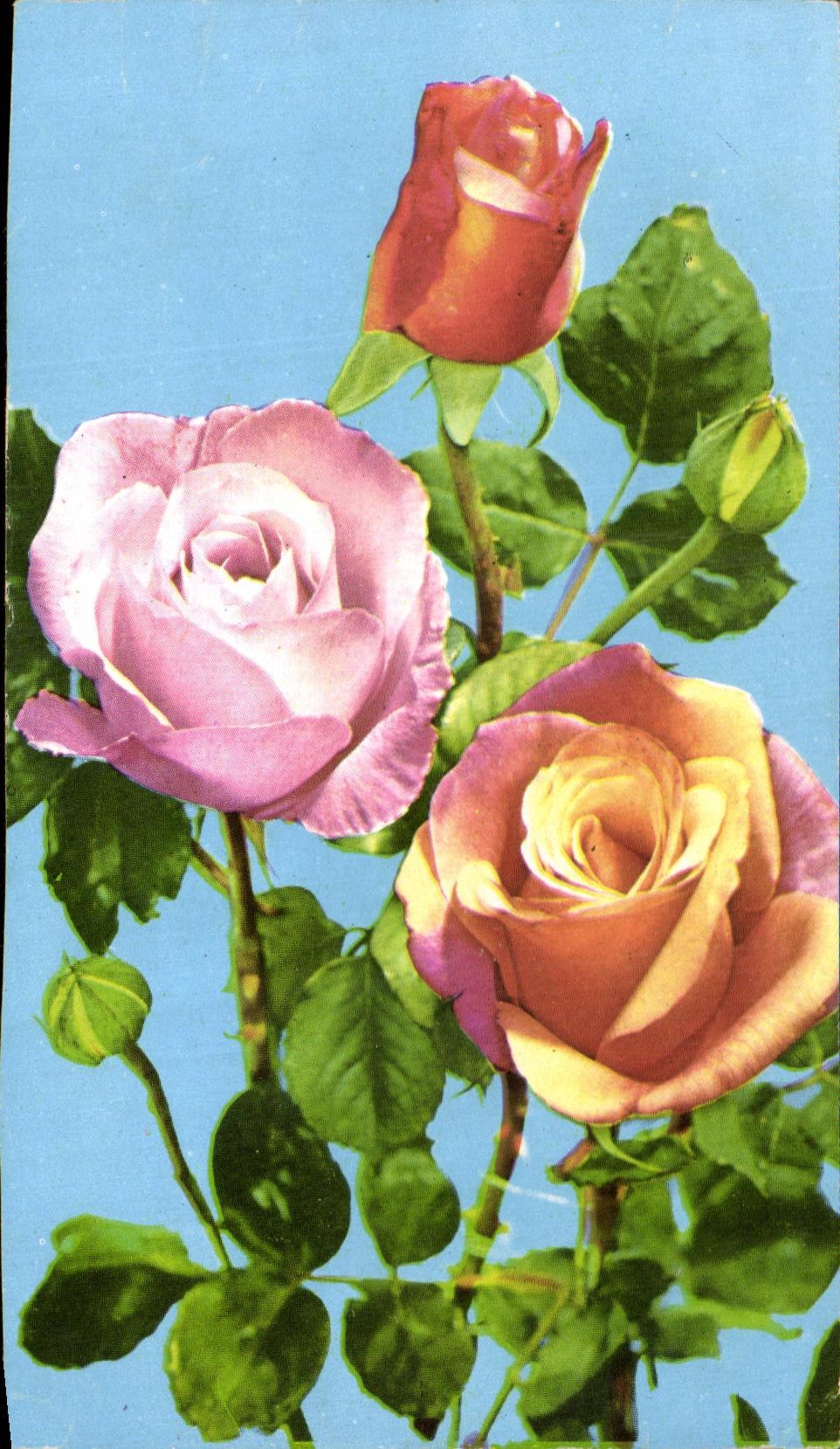 Roses — variétés colorées — Pelletier, Paris