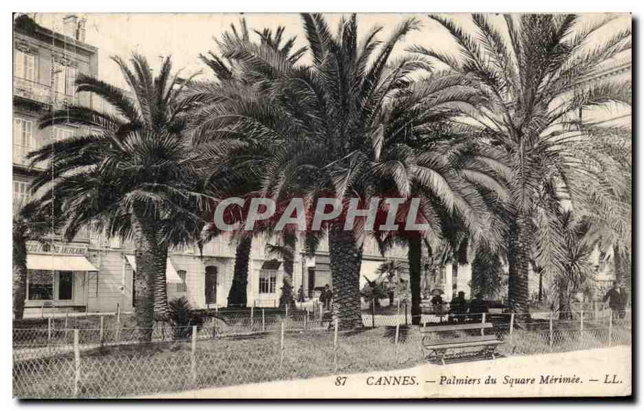 CPA Cannes Palmiers du Square Merimee