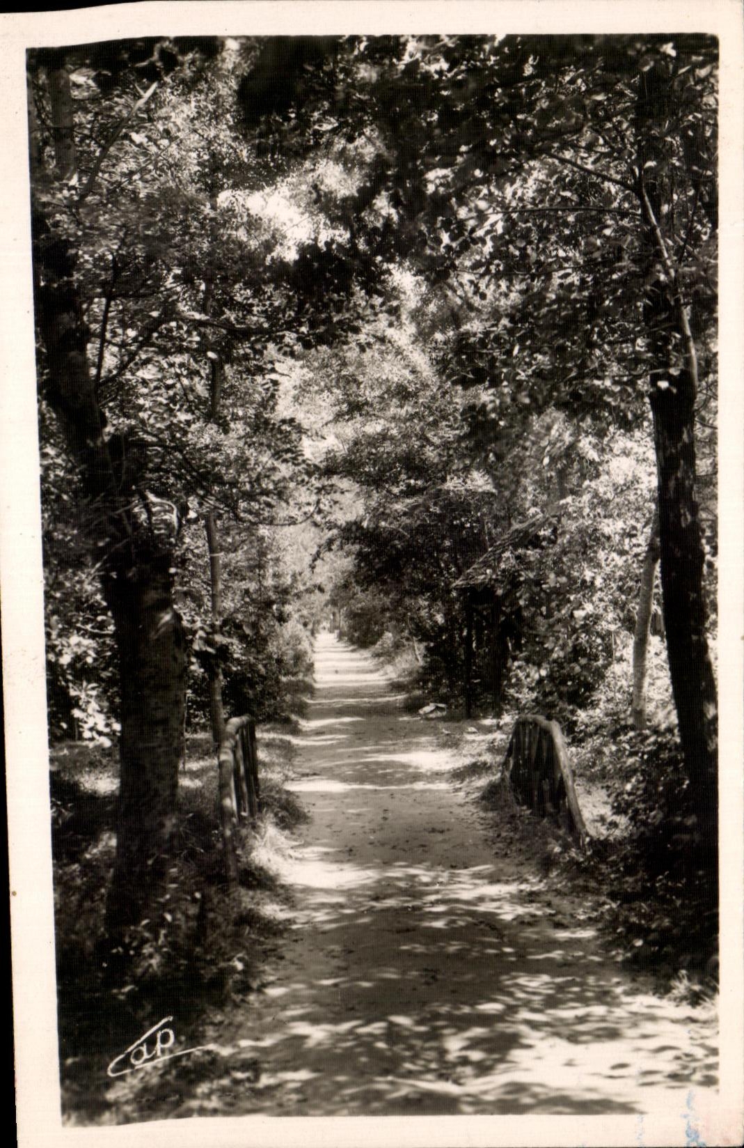 Chemin forestier avec petit pont — Le Touquet-Paris-Plage — C.A.P. (51) 269