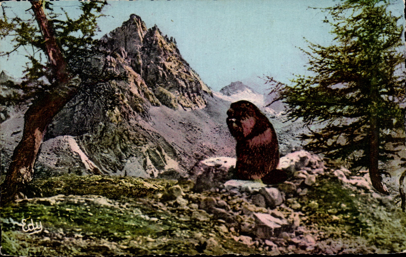 Marmotte au pied d'un sommet alpin — Éditeur Edy, série 'Images de chez nous' n°47