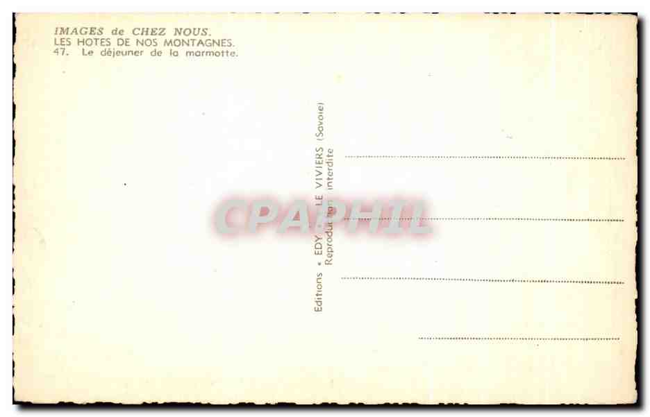 Marmotte au pied d'un sommet alpin — Éditeur Edy, série 'Images de chez nous' n°47 — Rückseite