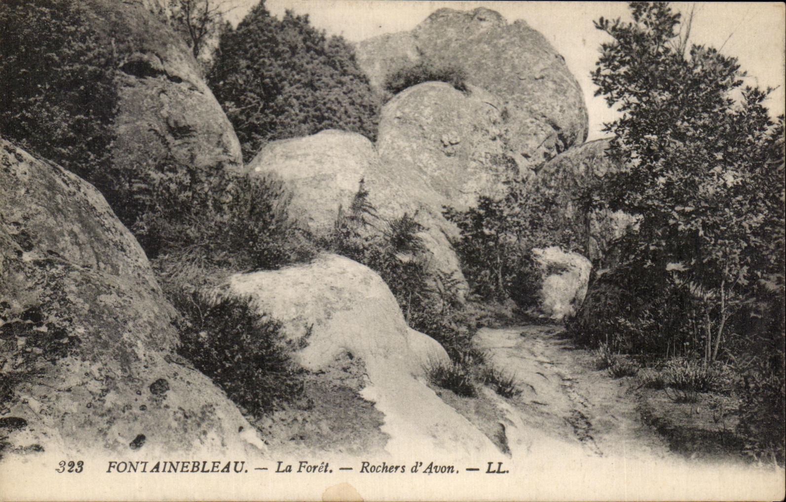 Fontainebleau — La Selva — Rochers d'Avon — LL. — N° 323