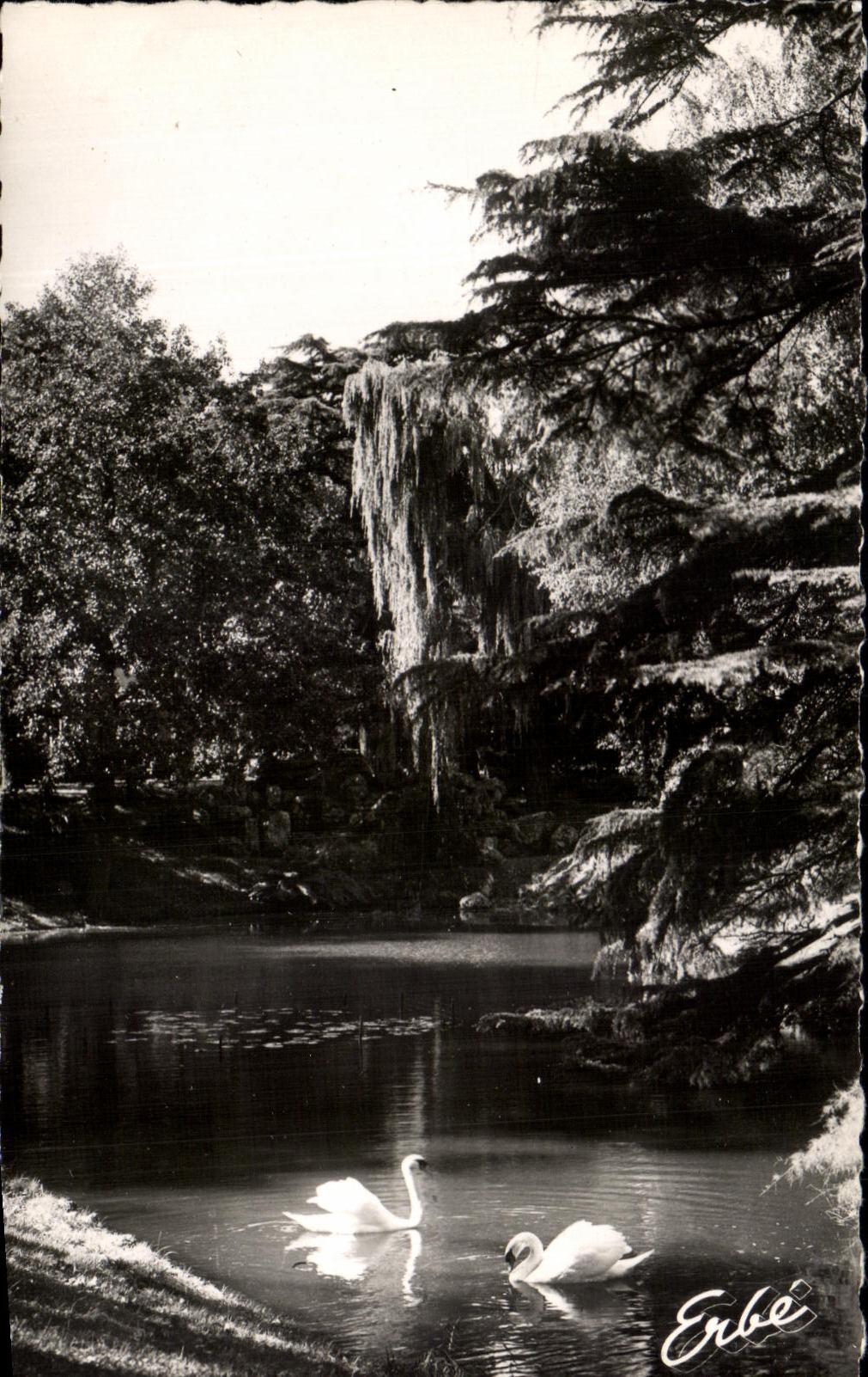 CPA Nantes Jardin Des Plantes Cygnes