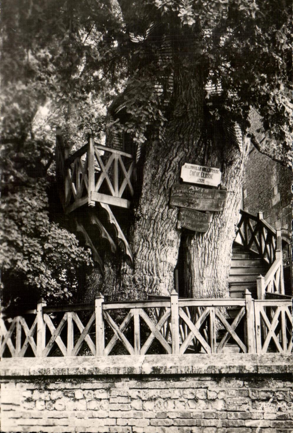 CPSM Environs d'Allouville Bellefosse Le Gros d'Allouville Bellefosse Age De Circonference Unique Arbre