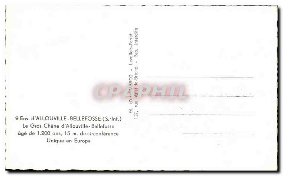CPSM Environs d'Allouville Bellefosse Le Gros d'Allouville Bellefosse Age De Circonference Unique Arbre — Rückseite