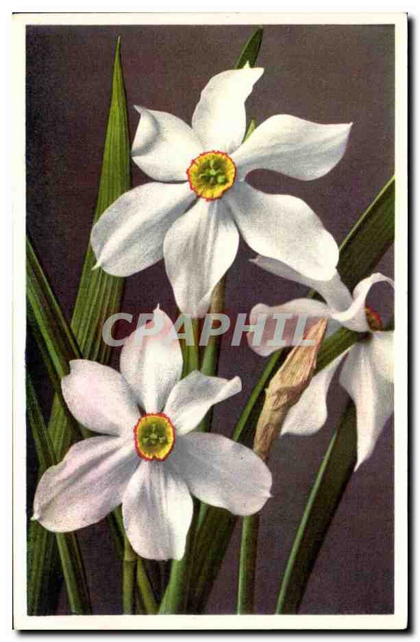 CPA Fleurs
