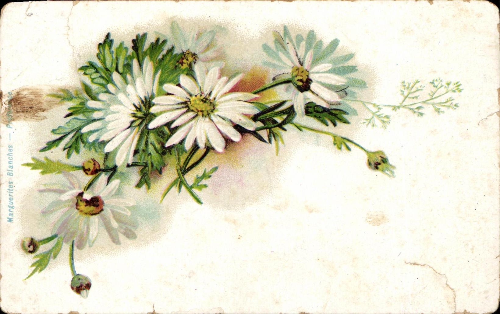 Antike Ansichtskarte Weiße Margueriten Blumen