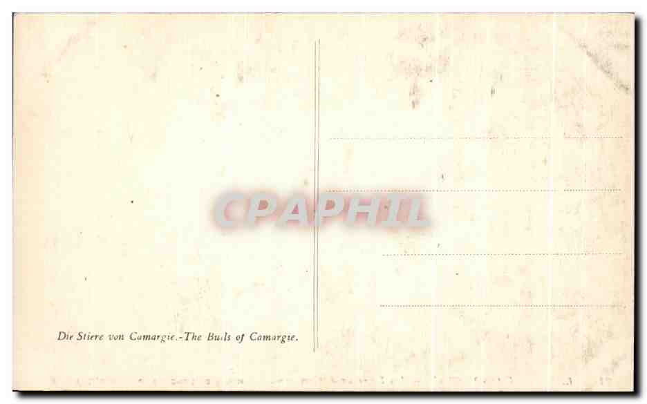 CPA Vayson Les Taureaux De camargue Musee De Longchamp Marseille — Rückseite