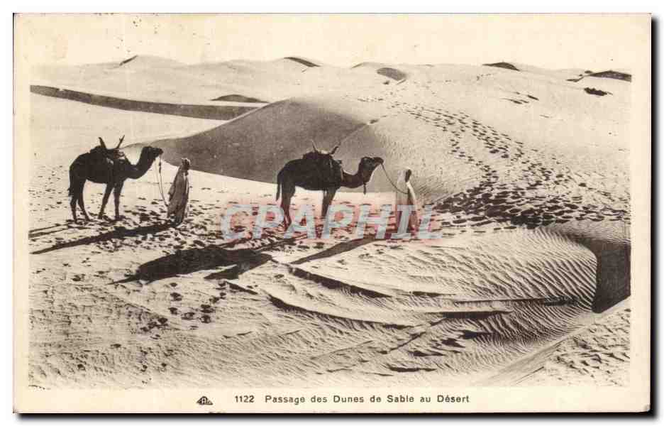 CPA Passage des Dunes de Sable au Desert Chameaux 