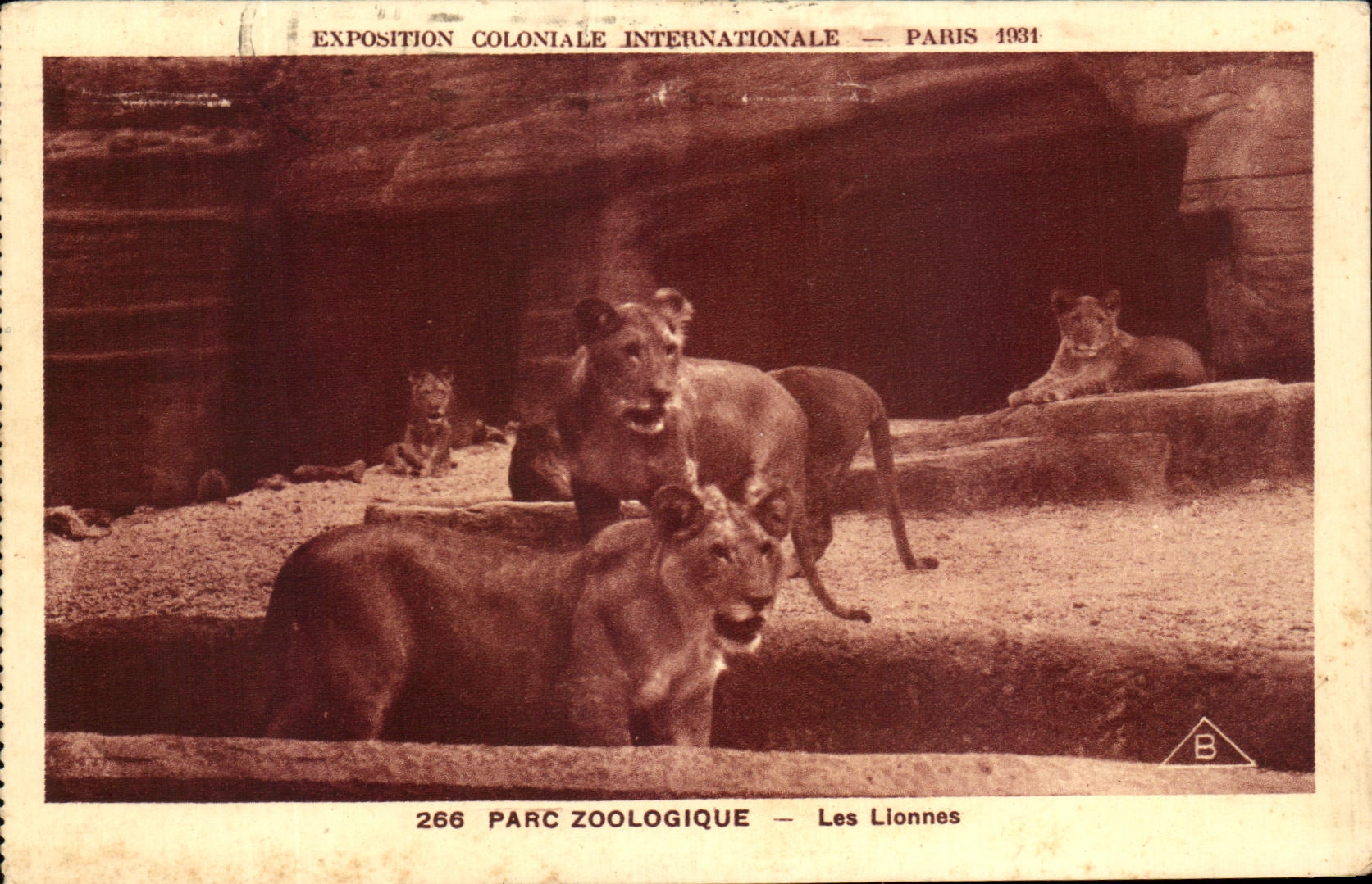 CPA Exposition Coloniale Internationale Paris 1931 Parc Zoologique Les Lionnes 