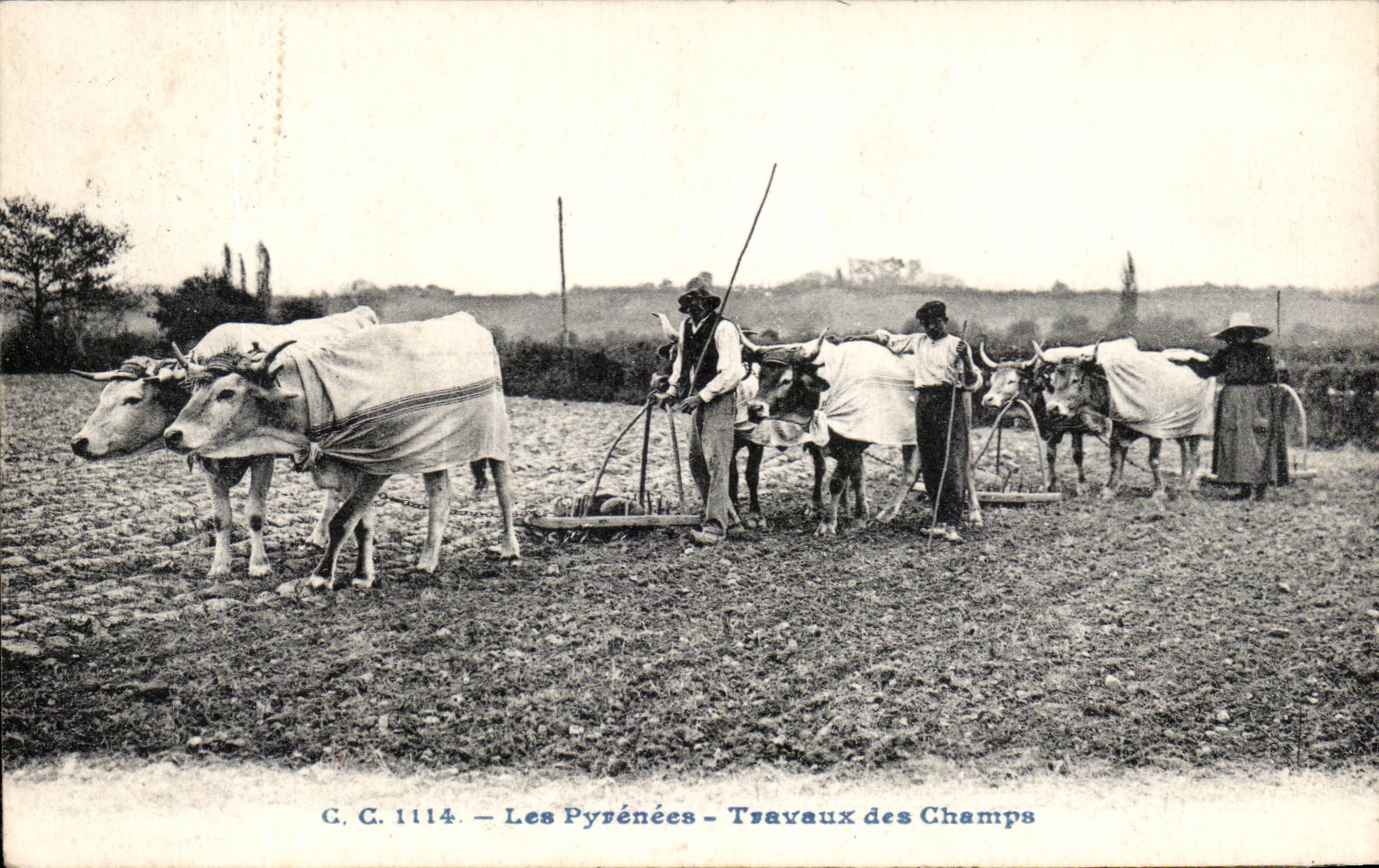 CPA Les Pyrenees Travaux des Champs Folklore Costume Boeufs