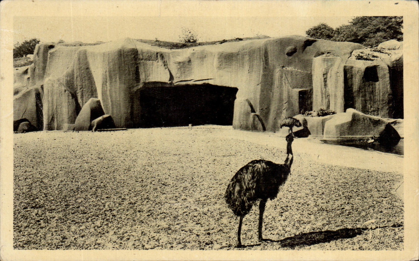 CPA Paris Jardin Zoologique de Vincennes Les Emeus et le Rocher Zoo