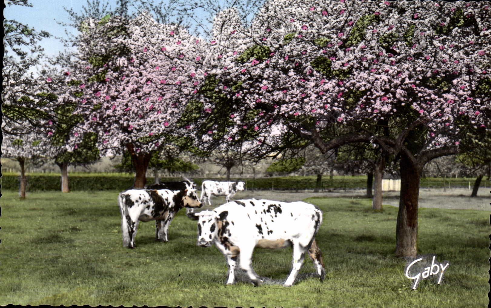 CPSM La Normandie Sous Les Pommiers Vaches