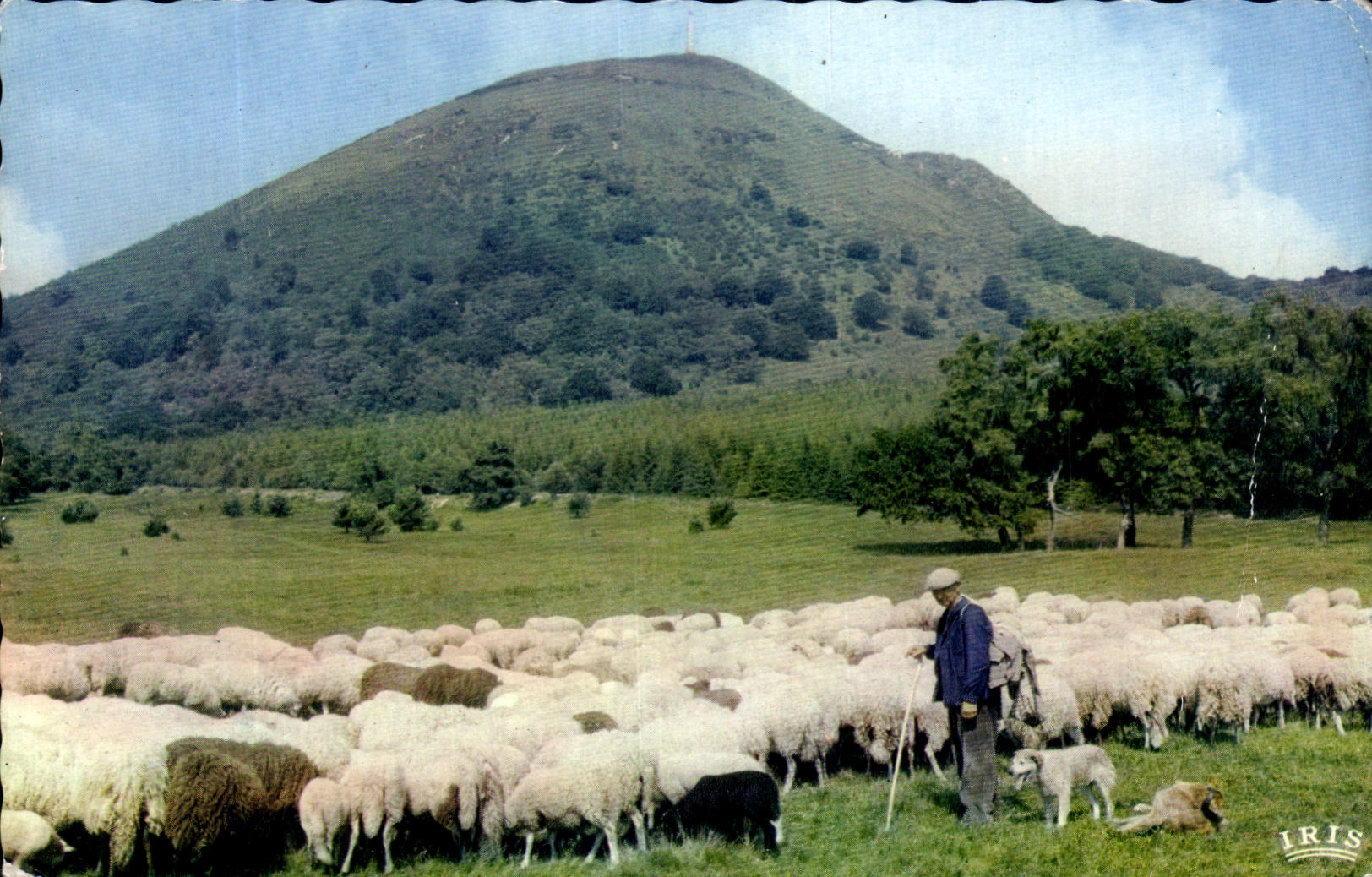 CPSM Troupeau de Moutons au pied du Puy de Dome Berger