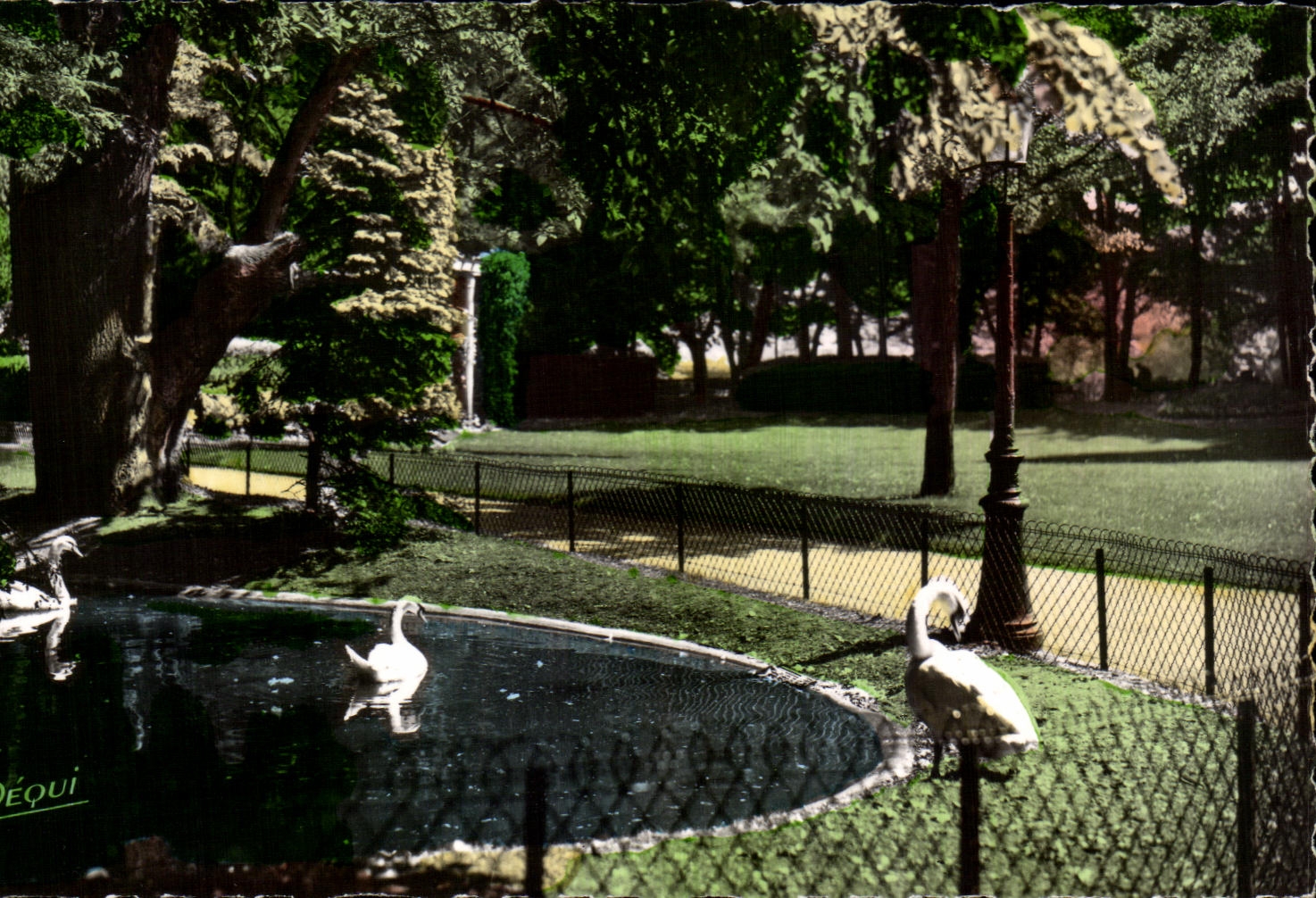 BESANÇON-LES-BAINS — Promenade Micaud — Les Cygnes — Éditeur PEQUIGNOT, n° 174