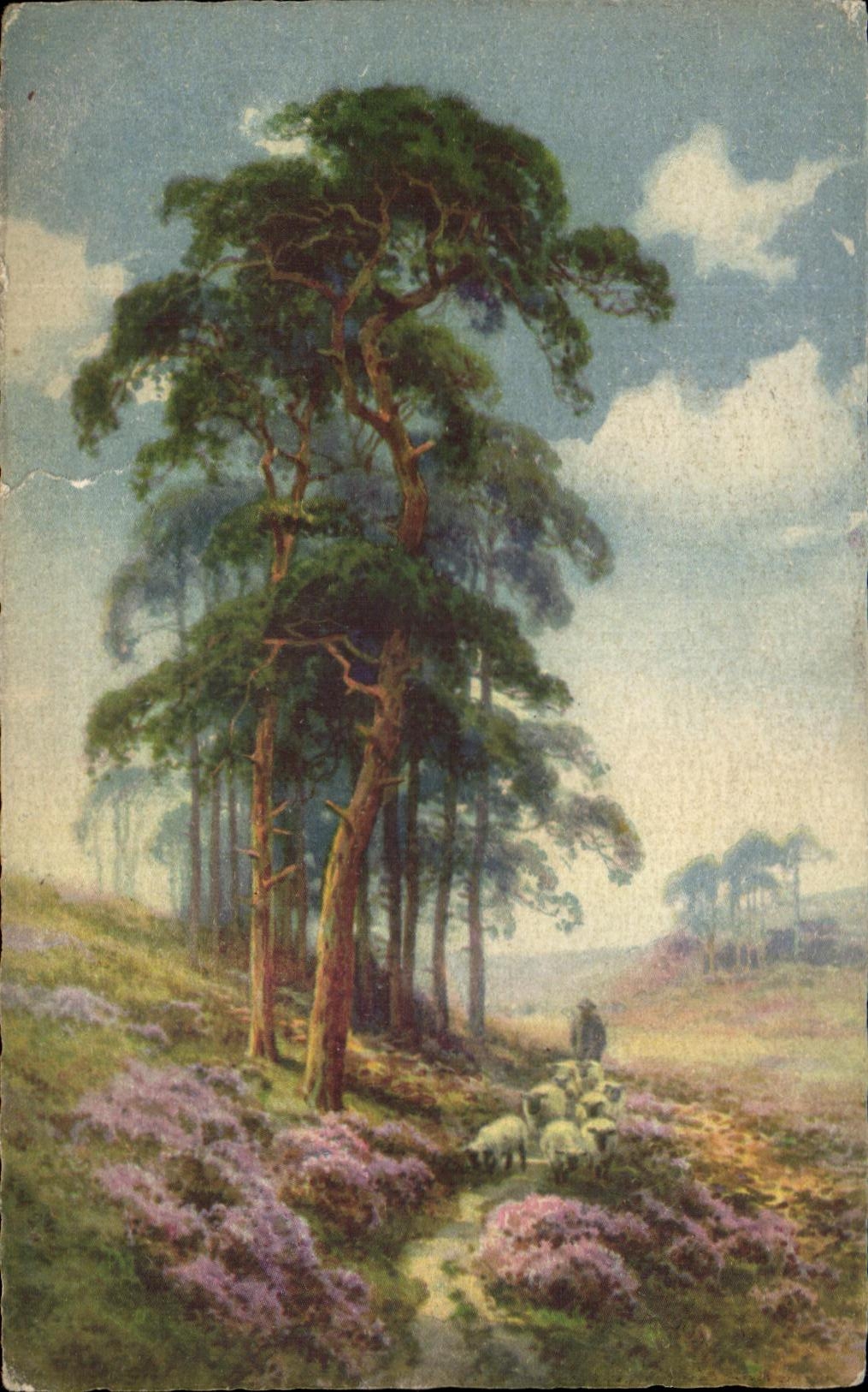 Vintage Postcard Landscape Sheep Shepherd