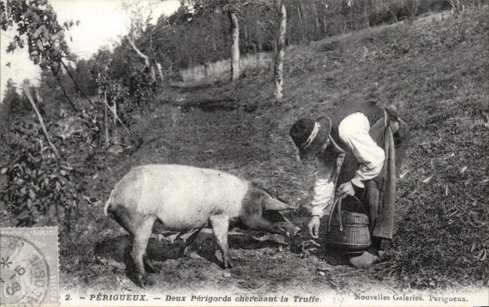 REPRO Perigueux Deux Perigords Cherchant la Truffe Cochon Porc