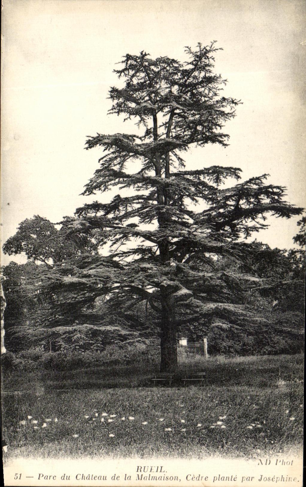 CPA Rueil Parc Du Chateau De La Malmaison Cedre Plante Par Josephine